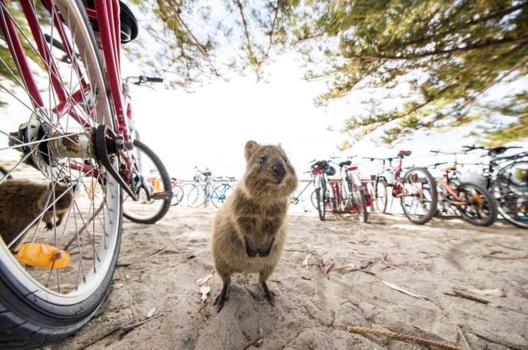 Quokka at Rottenest Island, WA