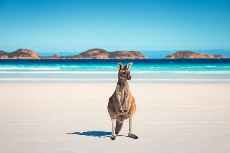 Kangaroo at Lucky Bay in WA (c)Tourism Australia